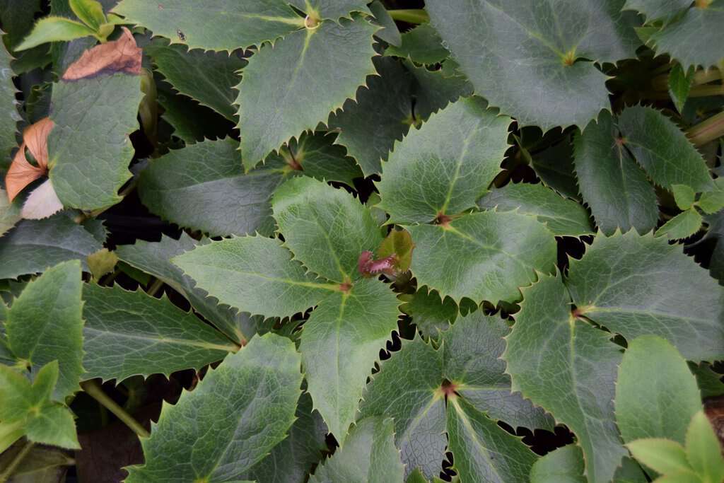 Helleborus argutifolius ---